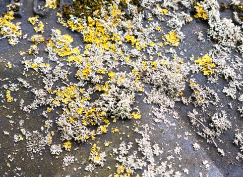 close up of yellow and white moss fungus growing on black lid; UK