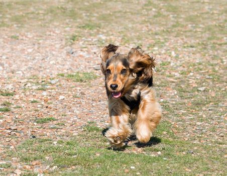 Eight-month-old English Cocker Spaniel puppy running on beach.