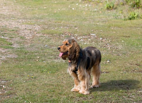 Eight-month-old English Cocker Spaniel puppy standing.