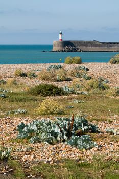 Shingle shore and plants at Tide Mills, East Sussex with Newhaven Harbour Lighthouse in distance.