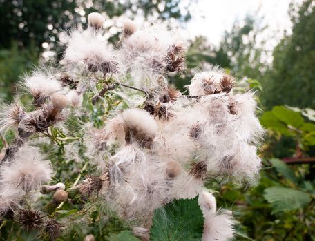 gorgeous close up lot of detail of many fluffy white milk thistle flower heads; UK