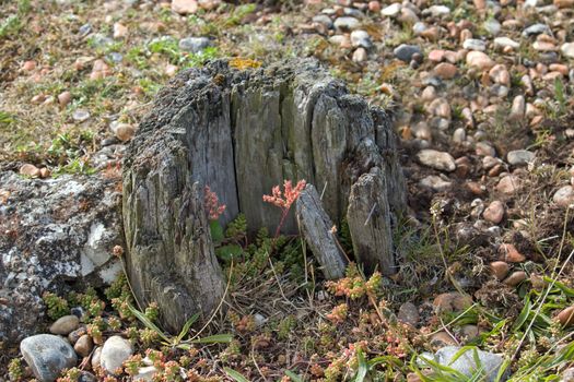 Pebbles and shore plants at Tide mills, East Sussex, with wooden stump.