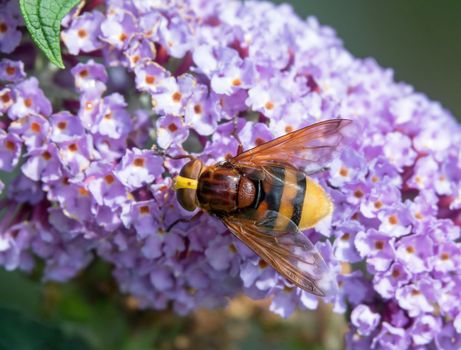 Largest hoverfly in UK, Hornet Mimic Hoverfly on Buddleia.