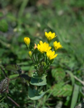 Yellow-wort wild flower on shore at Tide Mills, Newhaven.