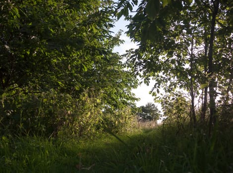lush walkway through summer forest scene outside peaceful; UK