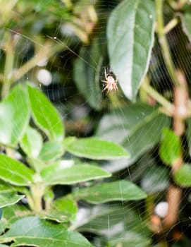 scary creepy crawly spider waiting attached to web up close uk outside leaves; UK