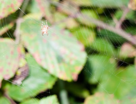 spider waiting on a full web in middle with leaves in background; UK