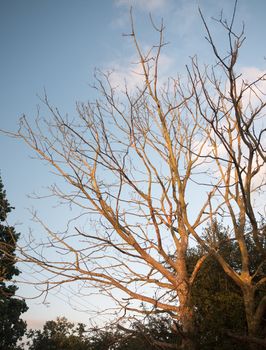stunning sun set sunlit bare trees in summer; UK