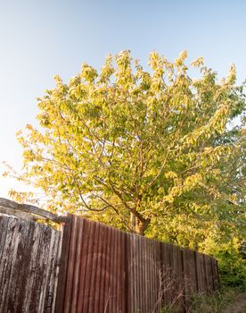 tree back garden in sun set sunlight and a back wooden fence; UK near