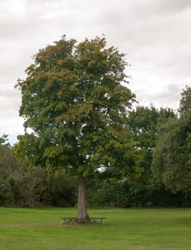 tree in park with seating around it below; UK