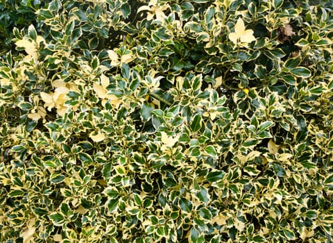 unique background texture of back garden hedge row plant tree; UK