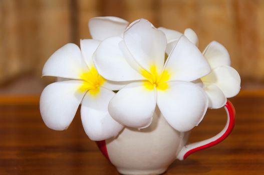 Beauty of White Plumeria Pudica flora in cup