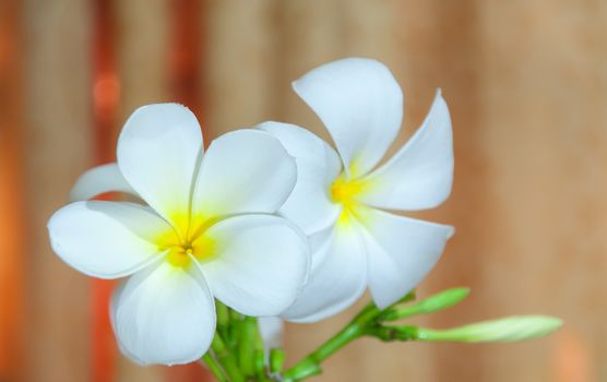 Beauty of White Plumeria Pudica flora in cup