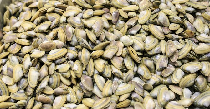 Fresh clams in a food market of Barcelona