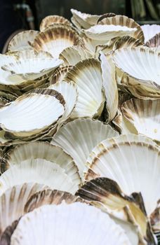 Fresh vieiras  in a food market of Barcelona