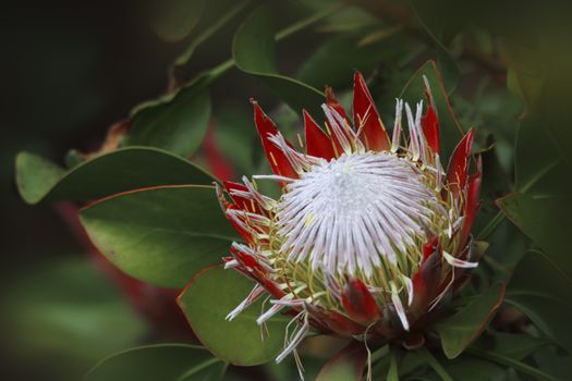 Beautiful native plant, Protea also known as sugarbush in flower