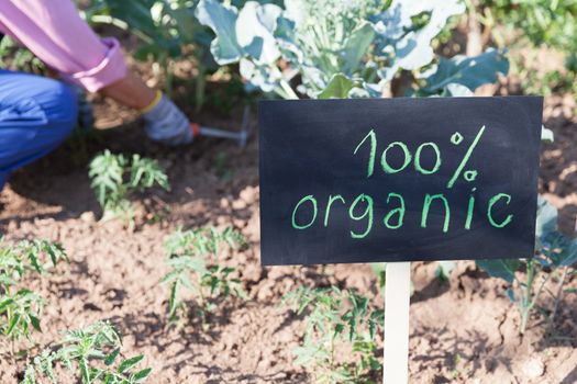 Farmer working in the non-GMO vegetable garden