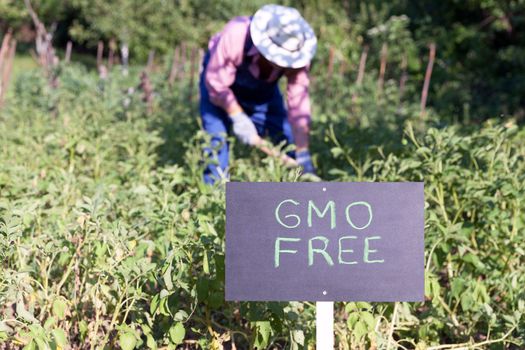 Farmer working in the non-genetically modified vegetable garden