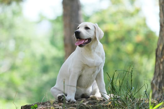 a little yellow labrador puppy sitting in the park