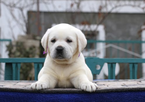a little yellow labrador puppy sitting on blue background