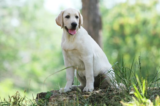 the little yellow labrador puppy sitting in the park