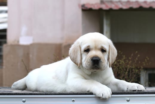 little yellow labrador puppy sitting on grey background