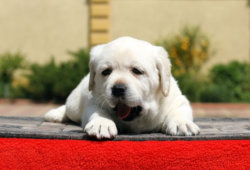 the little yellow labrador puppy sitting on red background