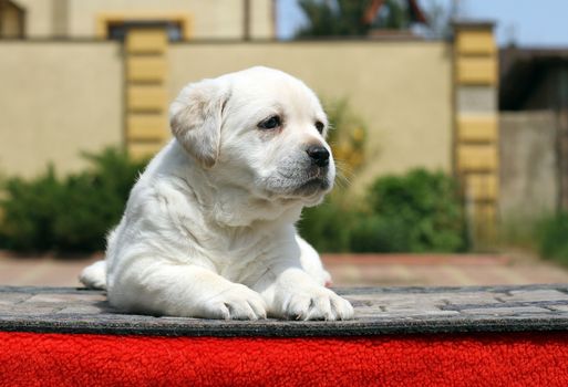 little yellow labrador puppy sitting on red background