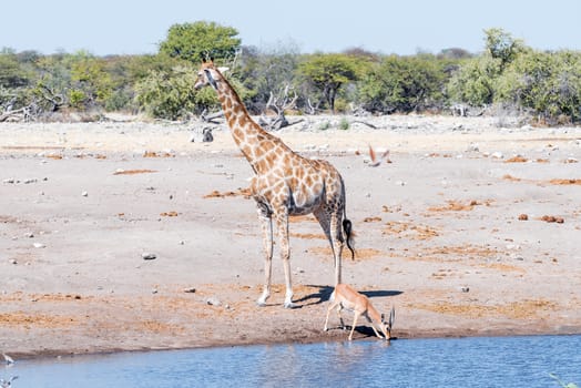 A Namibian giraffe, Giraffa camelopardalis angolensis, and a black-faced impala ram, Aepyceros melampus, at a waterhole in Northern Namibia