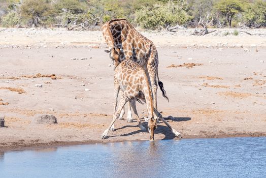 A Namibian giraffe bull, giraffa camelopardalis angolensis, tests the reproductive condition of a female by sniffing her urine