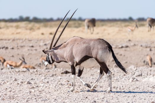 An oryx, also called gemsbok, Oryx gazella, walking in Northern Namibia