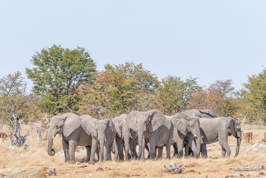 A herd of African elephants, Loxodonta africana, in Northern Namibia