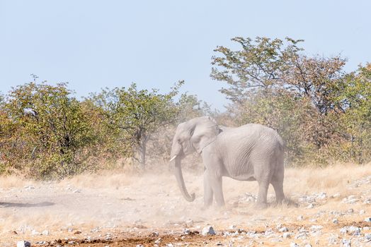 A young African elephant bull, Loxodonta africana, kicking up dust during a mock fight in Northern Namibia