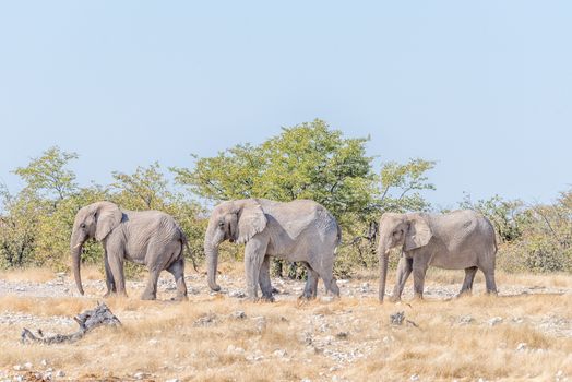 Three African elephants, Loxodonta africana, walking in Northern Namibia