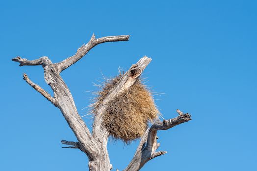 A sociable weaver, Philetairus socius, next to a community bird nest in Northern Namibia
