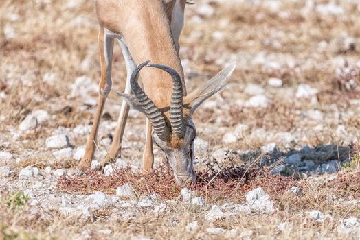 Close-up of a springbok, Antidorcas marsupialis, grazing in Northern Namibia