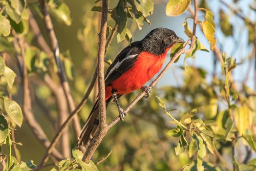 A crimson-breasted shrike, Laniarius atrococcineus, on a tree branch, Northern Namibia
