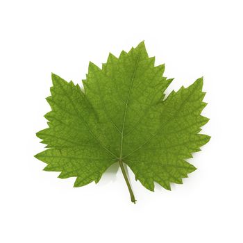 leaf from the vine isolated on a white background.