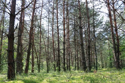Dried pine forest in sun rays. Tree grows in moss. Nature plants wallpaper background