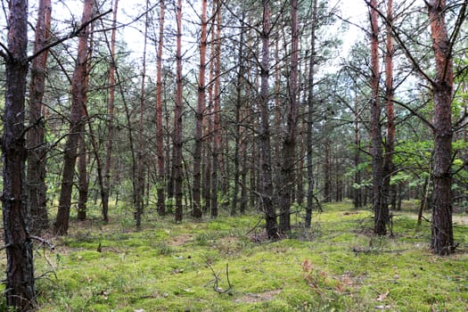 Dried pine forest. Tree grows in moss. Nature plants wallpaper background
