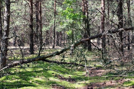 Fallen dry pine in the forest. Tree lies in moss woods. Nature plants wallpaper background.