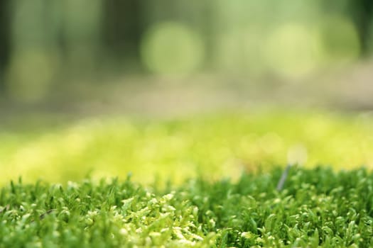 Forest moss close-up. Blurred woods on background. Nature plants wallpaper