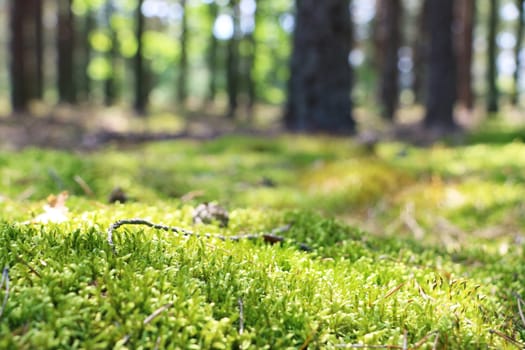 Woods moss close-up. Blurred forest on background. Nature plants wallpaper