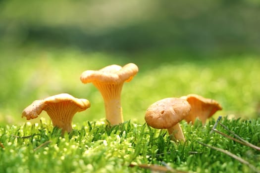 Group of mushroom golden chanterelle in green forest moss. Nature meal plants wallpaper