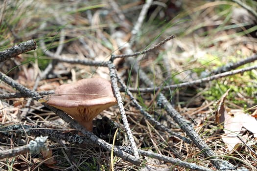 Inedible mushroom in forest branches. Nature plants wallpaper