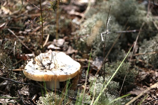 Inedible white mushroom in forest. Nature plants wallpaper