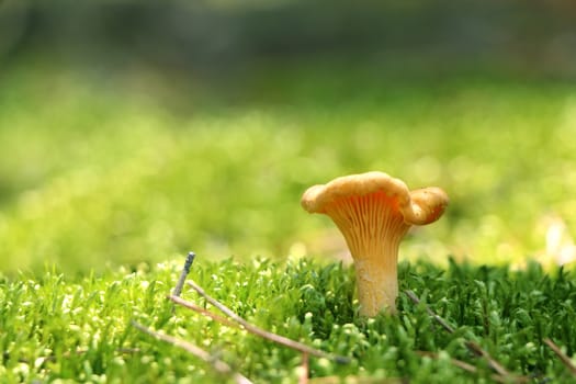One mushroom chanterelle in green forest moss. Nature meal plants wallpaper