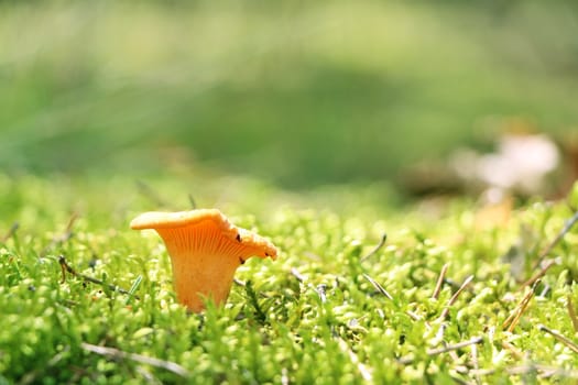 One mushroom chanterelle and sunlight growth in green woods moss. Nature meal plants wallpaper
