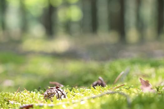 Pine cone and woods moss close-up. Blurred forest on background. Nature plants wallpaper