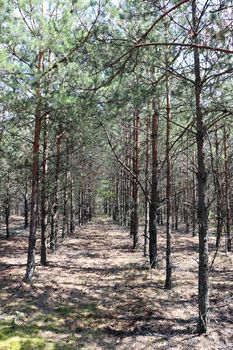 Pine forest grows in a row in sun rays. Tree grows in woods. Nature plants wallpaper vertical photo